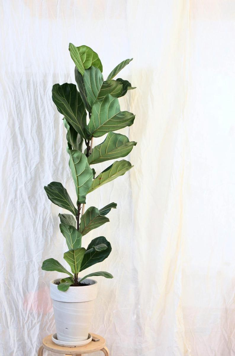 ilustrasi tanaman fiddle leaf fig (pexels.com/skylar-kang)