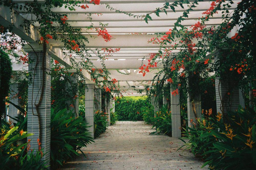5 Tanaman Rambat yang Kuat di Segala Musim, Recomended untuk Pergola!
