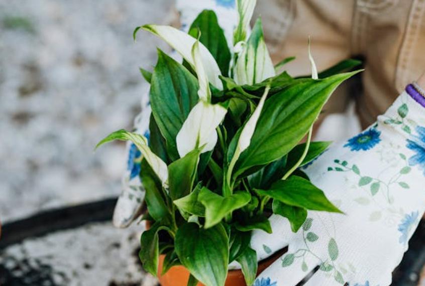 ilustrasi peace lily (pexels.com/Photo By: Kaboompics.com)