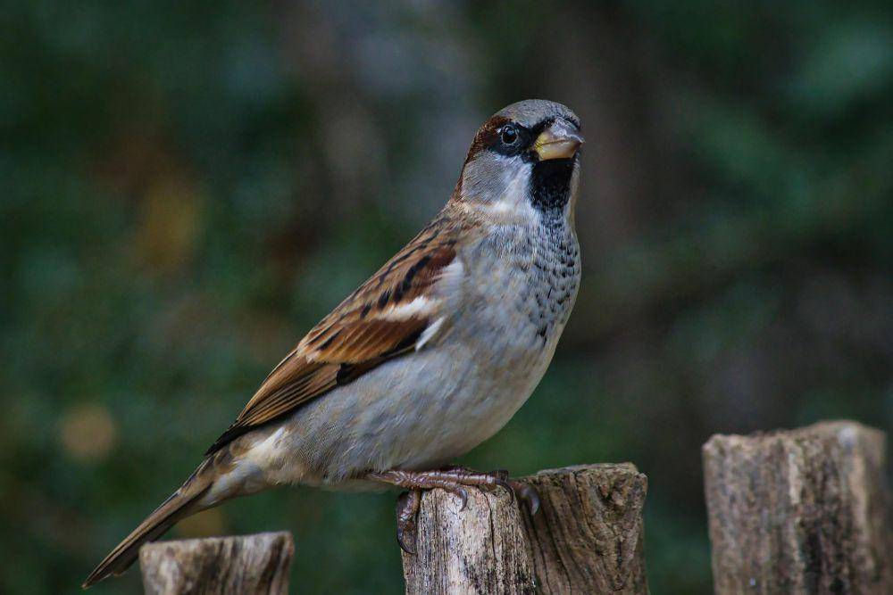 House sparrow. (pixabay.com/S. Nagel)