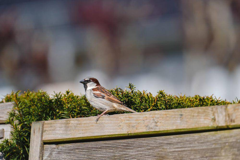House sparrow. (pixabay.com/ Mariya Muschard)