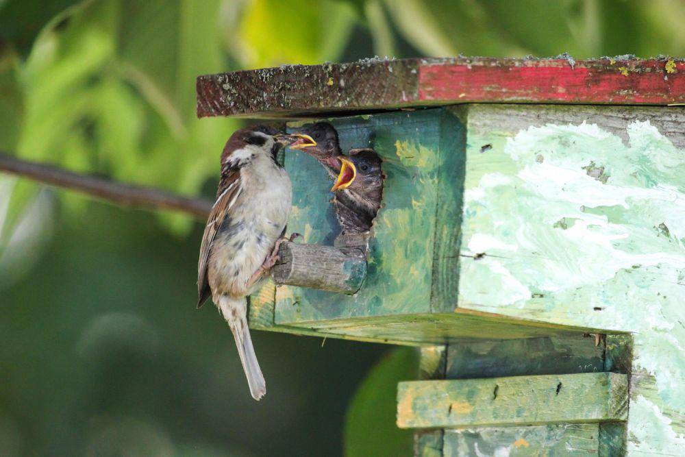 Induk house sparrow memberi makan anaknya. (pixabay.com/ Kurt Bouda)