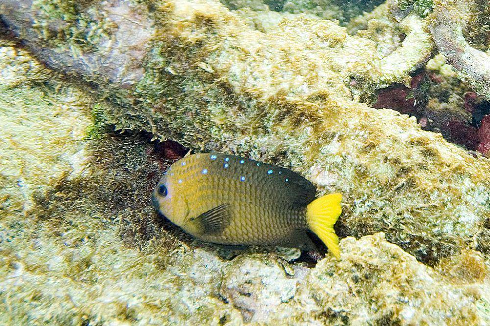 ilustrasi ikan damsel (commons.wikimedia.org/Paul Asman and Jill Lenoble)