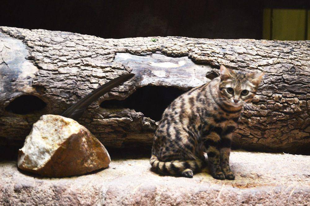 Kucing Black-footed (commons.wikimedia.org/Charles Barilleaux)