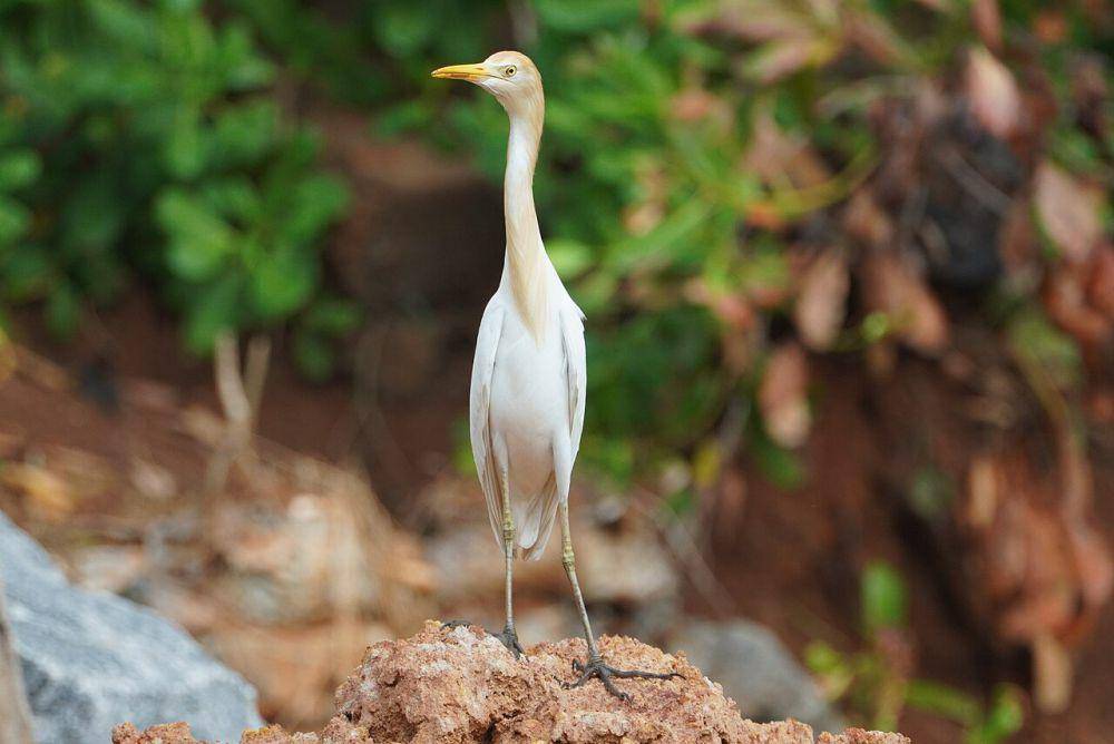 Eastern cattle egret (commons.wikimedia.org/Vengolis)