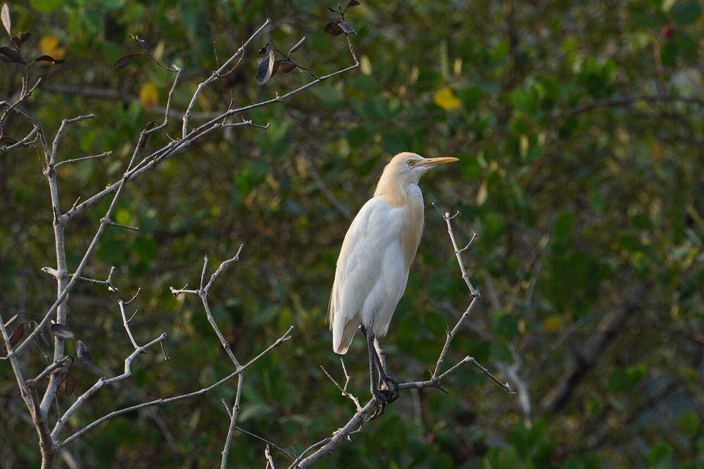 Eastern cattle egret (commons.wikimedia.org/Vengolis)