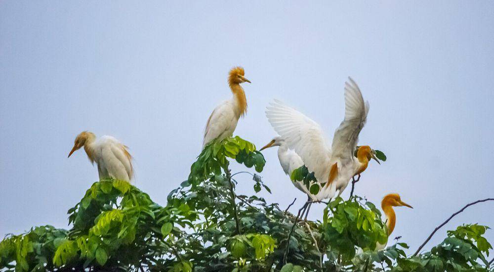 Eastern cattle egret (commons.wikimedia.org/Andreas Goh)
