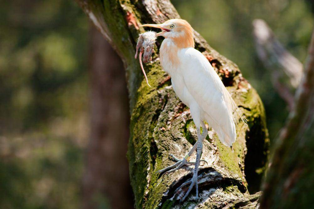 Eastern cattle egret (commons.wikimedia.org/fir0002)