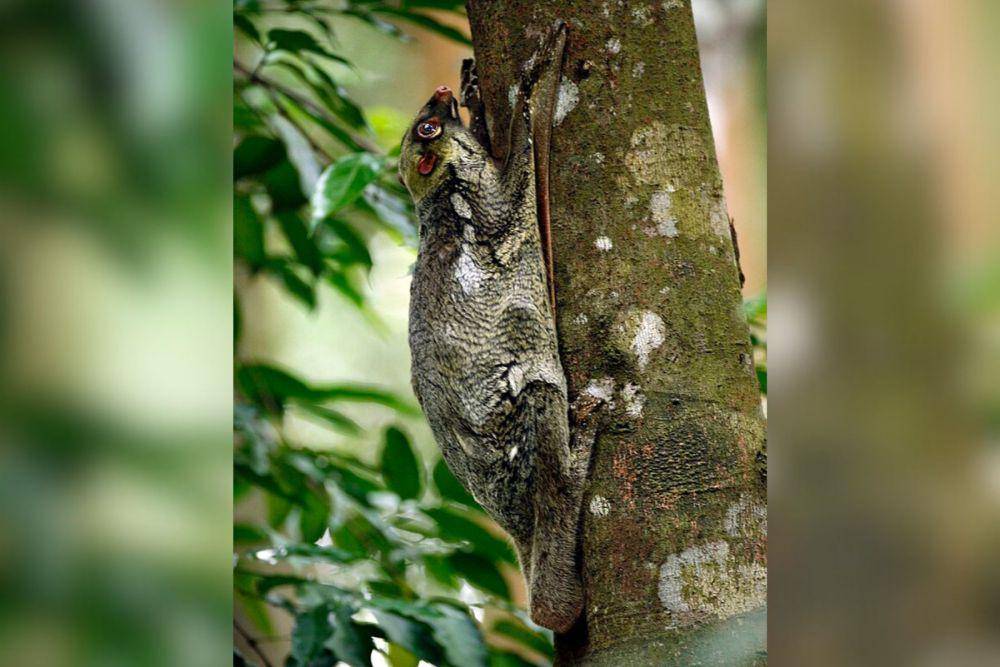 Sunda colugo (commons.wikimedia.org/Lip Kee Yap)