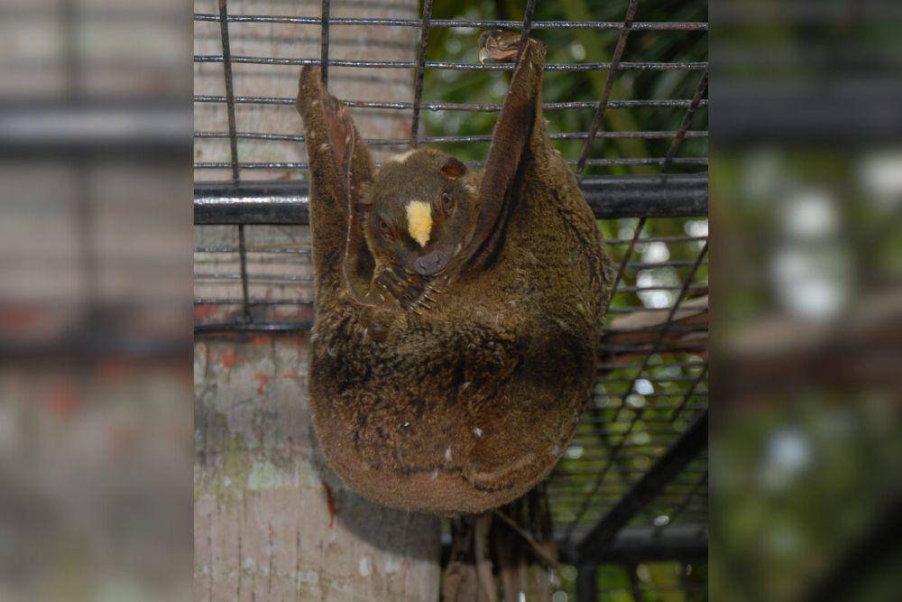 Philippine colugo (commons.wikimedia.org/Pinay)