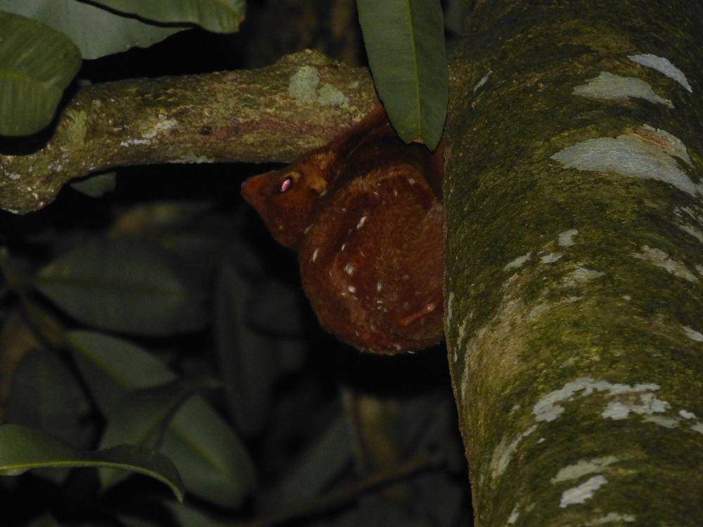 Philippine colugo (commons.wikimedia.org/Bernard DUPONT)