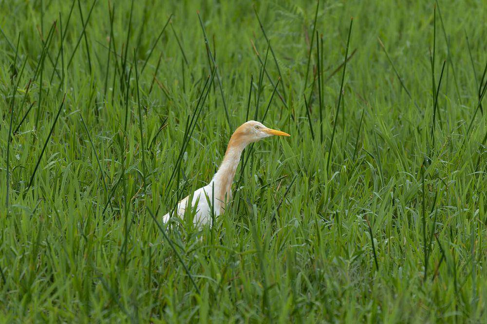 Eastern cattle egret (commons.wikimedia.org/Tisha Mukherjee)