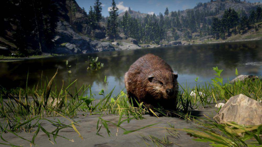 RDR2: Tips Cari Cedar Waxwing, Bat, Blue Jay, Crow dan Beaver