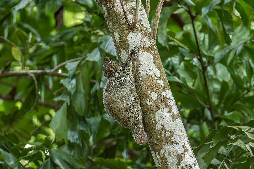 Sunda colugo (commons.wikimedia.org/Wich'yanan L)