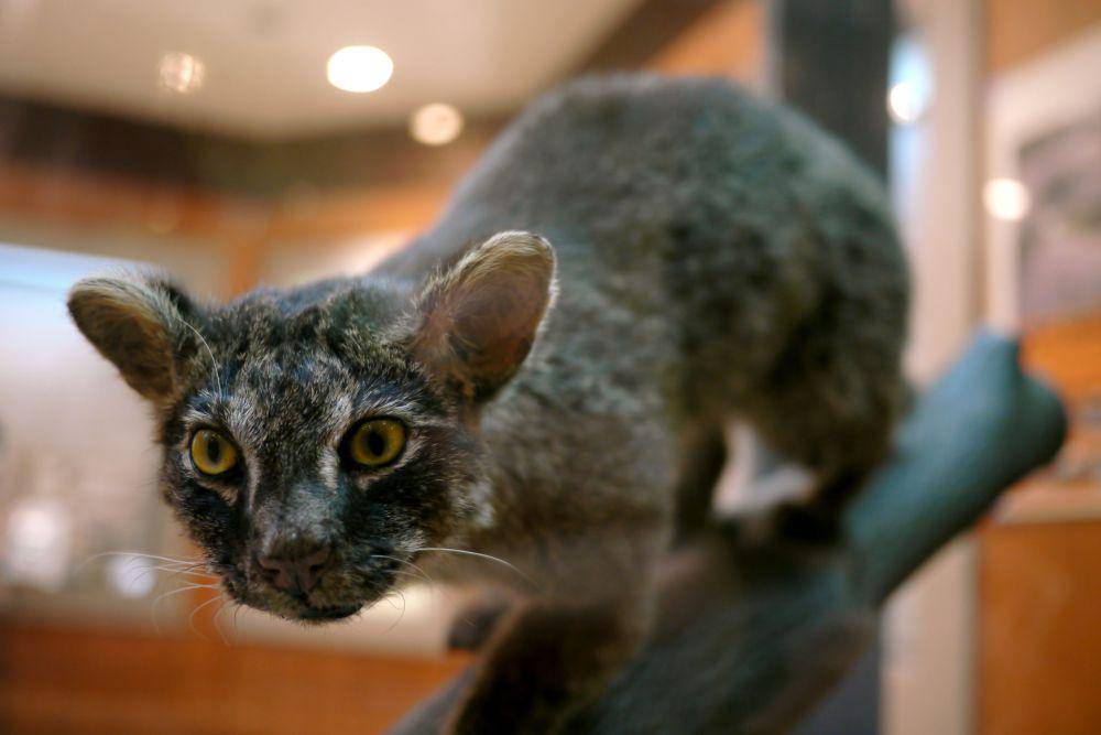 Kucing Iriomote (commons.wikimedia.org/Purplepumpkins)