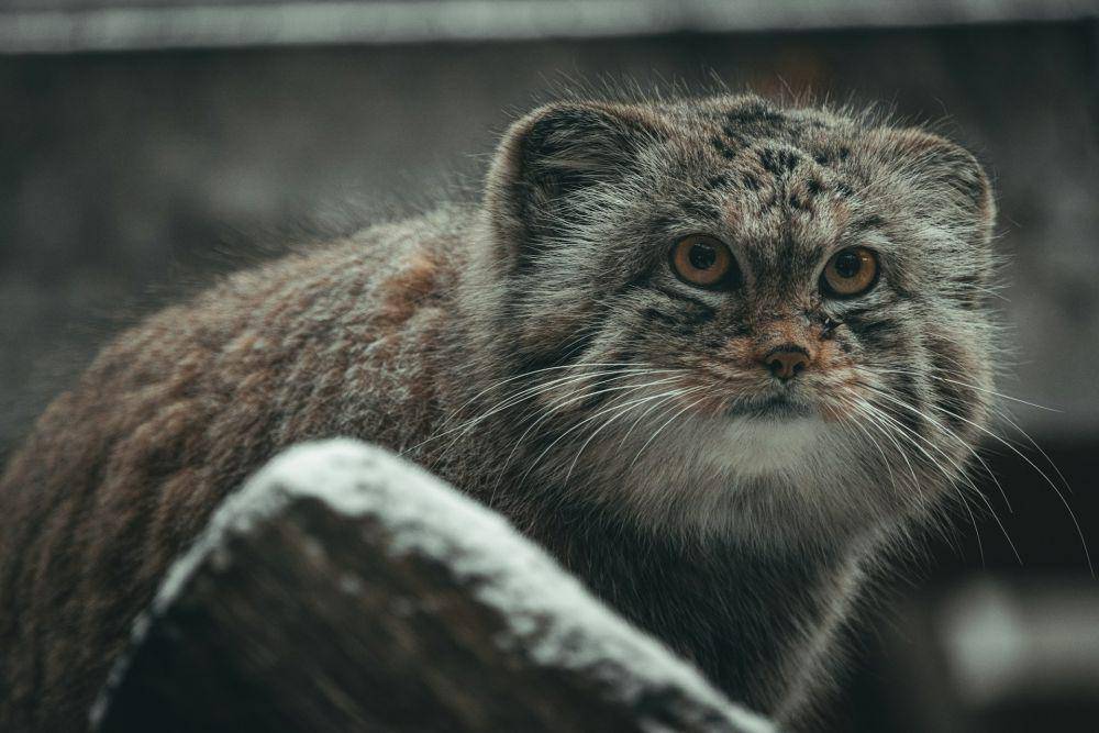 Kucing Pallas (unsplash.com/Jevgeni Fil)