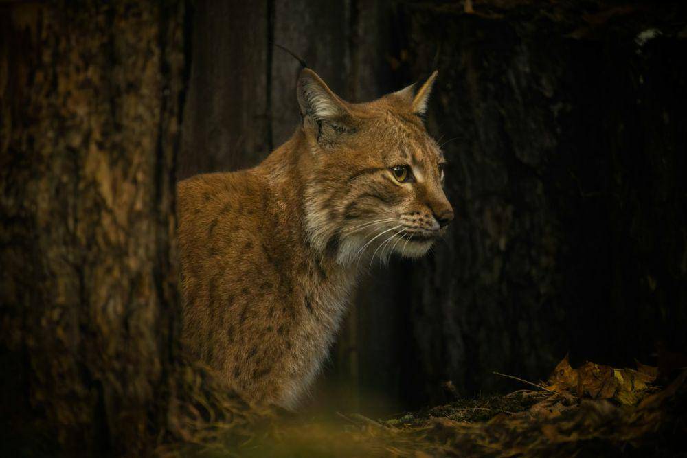 Lynx Iberia (unsplash.com/Jevgeni Fil)