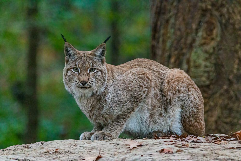5 Spesies Kucing Liar yang Jarang Diketahui tapi Masih Eksis di Dunia