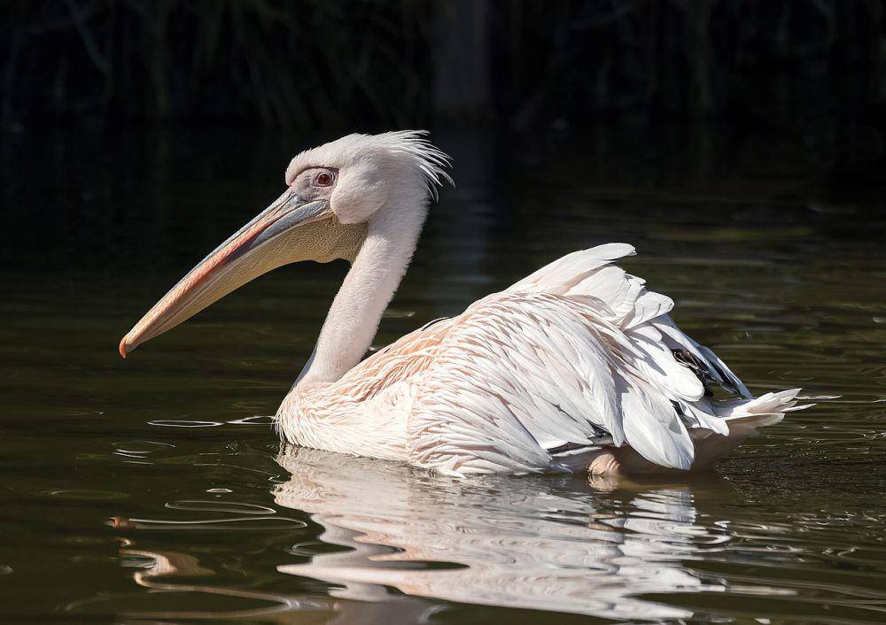seekor pelikan putih besar yang sedang berenang (commons.wikimedia.org/H. Zell)