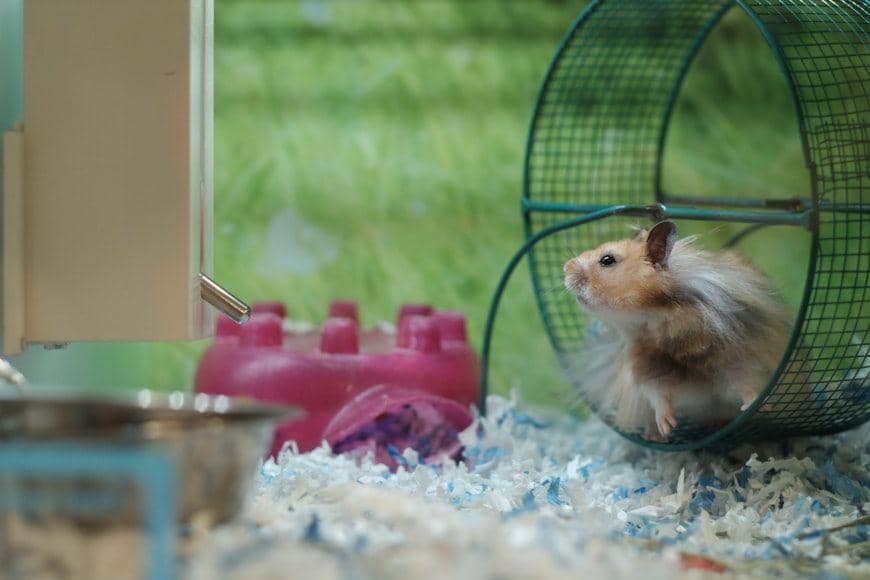 Hamster dan roda putarnya