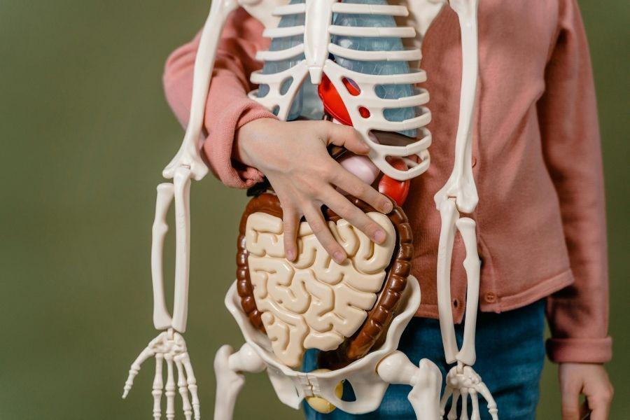 [QUIZ] Tebak Fungsi Organ Tubuh Manusia, Mestinya Tahu