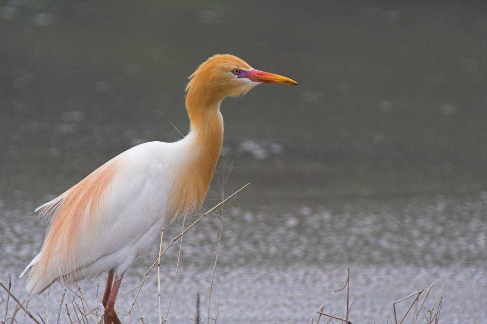 Eastern cattle egret (commons.wikimedia.org/su neko)