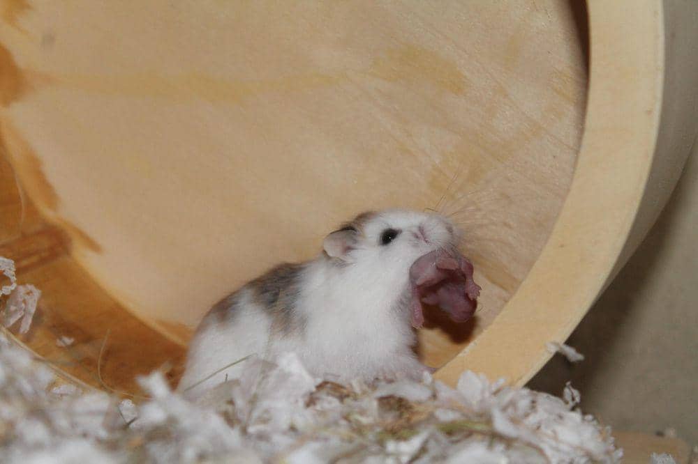 Hamster bermain di roda putar