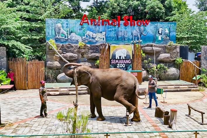 Ilustrasi kebun binatang (dok. Semarang Zoo)