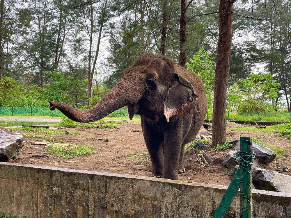 ilustrasi gajah kerdil (commons.wikimedia/Pasukan Delta88)
