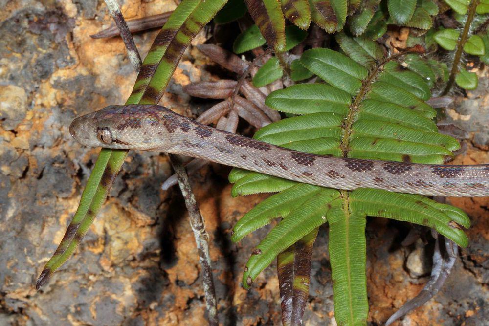 5 Ular Boa dari Genus Chilabothrus dan Negara Asalnya