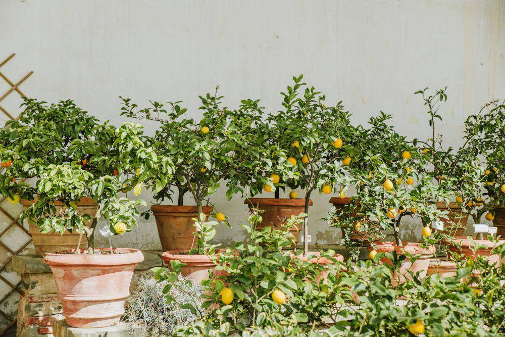 ilustrasi lemon meyer di dalam pot (unsplash.com/Anita Austvika)
