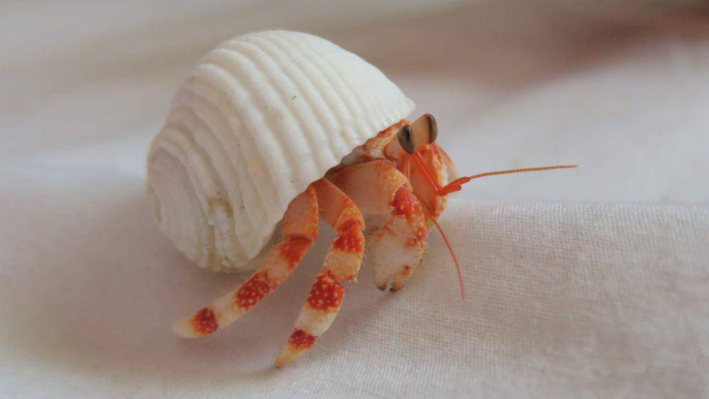 ilustrasi Coenobita perlatus (inaturalist.org/simonnicholas)