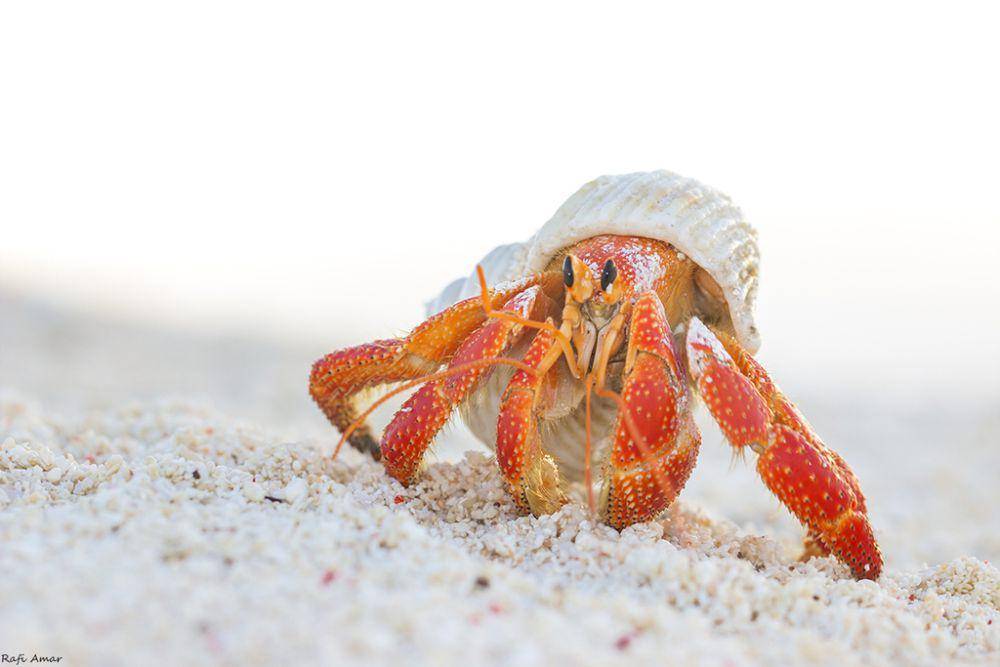ilustrasi Coenobita perlatus (inaturalist.org/rafi1)