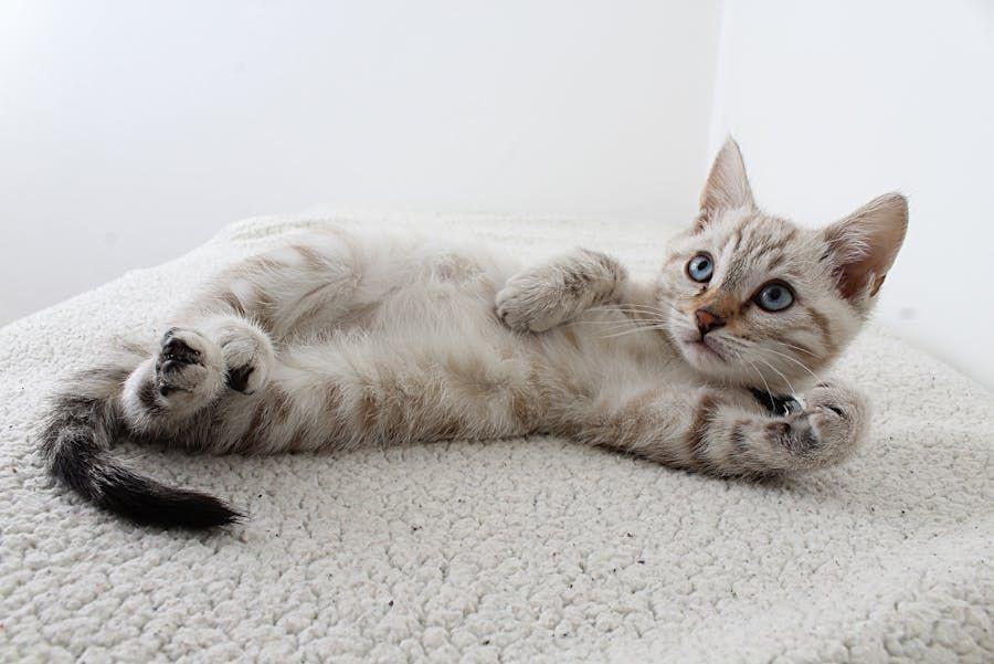Kenapa Kitten Perutnya Buncit? Berikut Potensi Penyebabnya