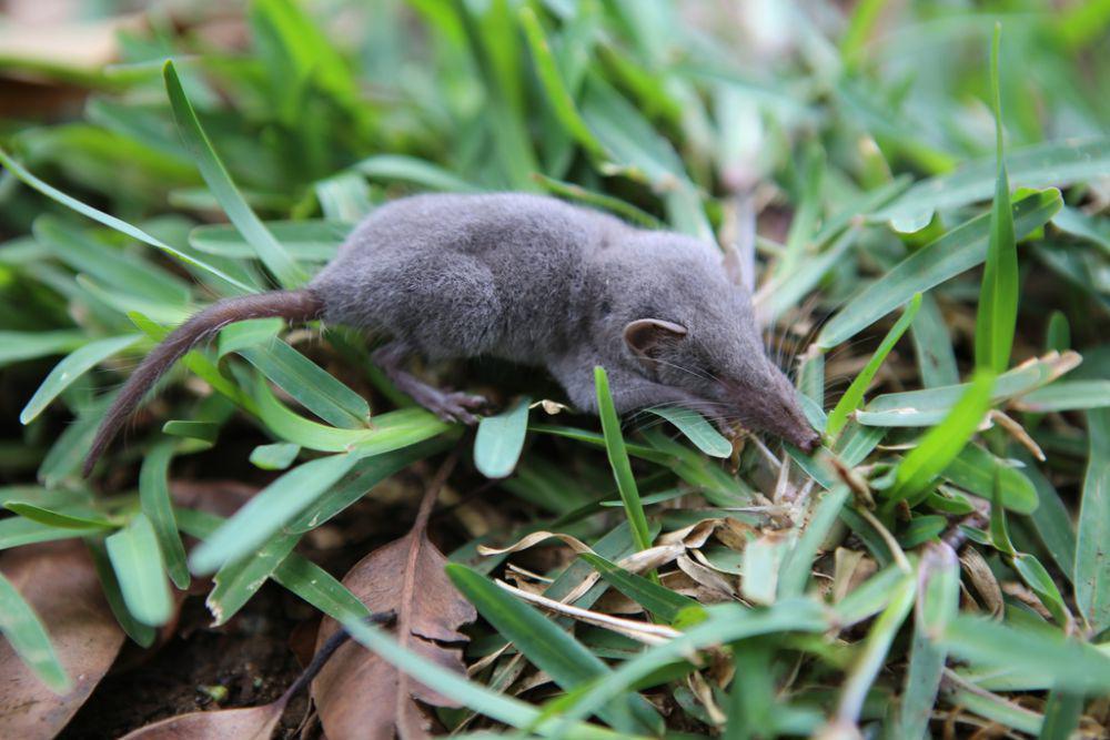 5 Perbedaan Tikus dan Celurut, Mereka adalah Dua Hewan yang Berbeda!