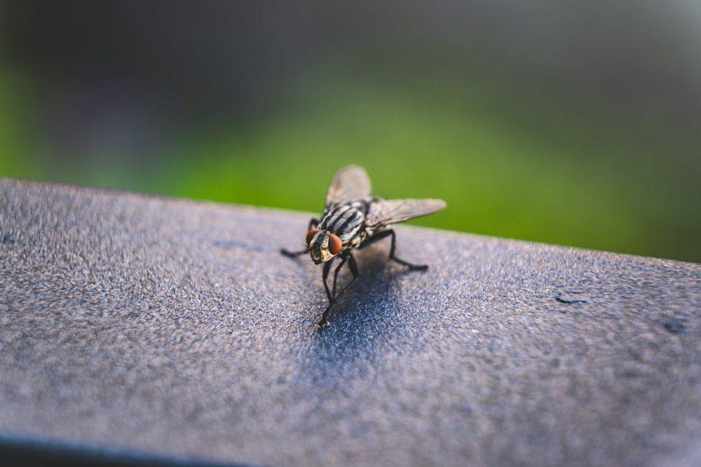 5 Peran Penting Lalat dalam Lingkungan, Gak Selalu Bikin Risih!