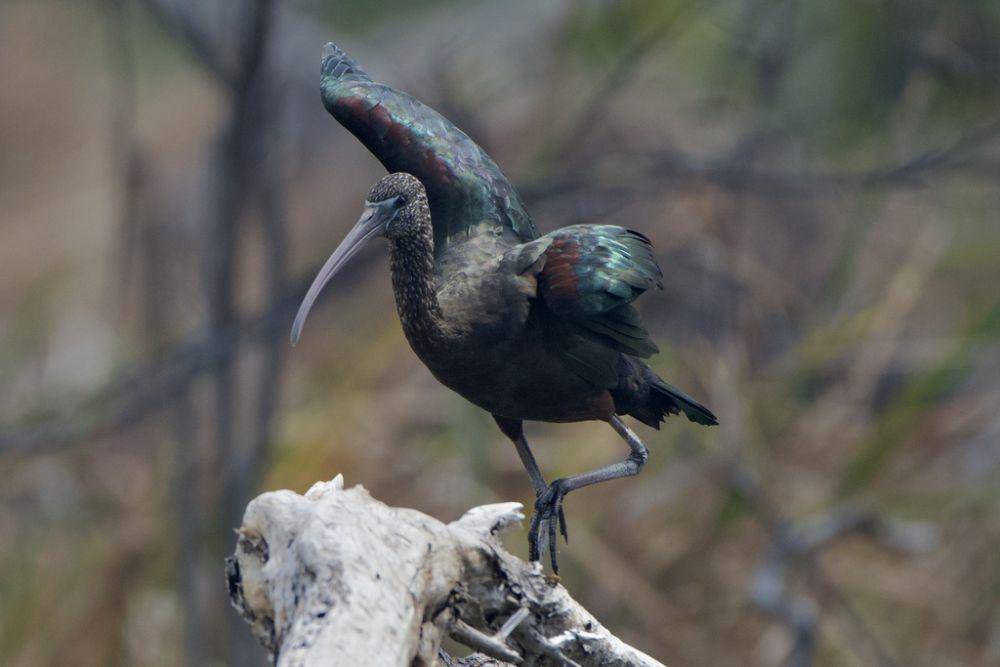 ilustrasi Plegadis falcinellus (inaturalist.org/radrat)