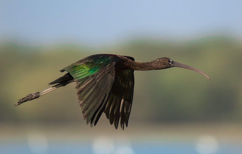 5 Fakta Menarik Ibis Roko-roko, Burung Air dengan Bulu Gelap Elegan