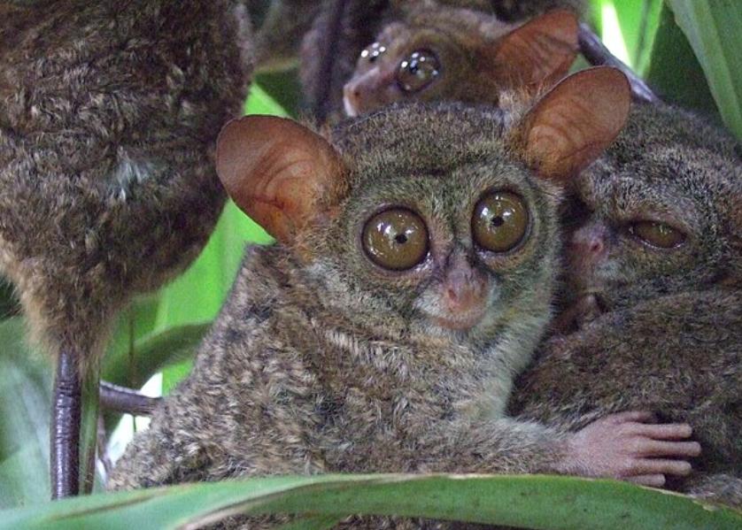 5 Fakta tentang Tarsius, Primata Terkecil yang Hanya Ada di Sulawesi
