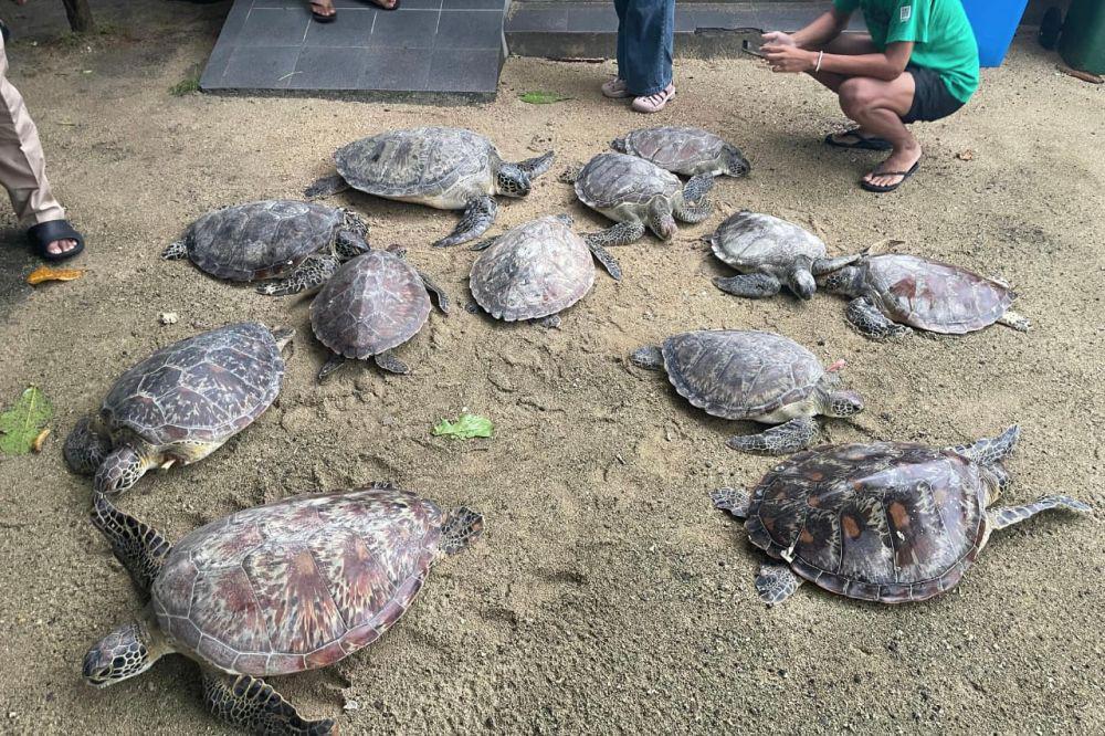 BKSDA Bali Catat 4 Kejahatan Satwa Pada Trimester Awal 2025