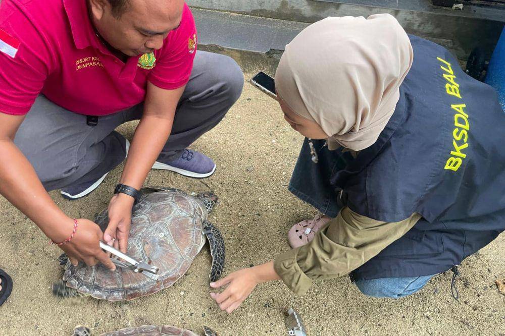 Penyu hijau barang bukti kejahatan satwa di Bali (Dok.IDN Times/BKSDA Bali)