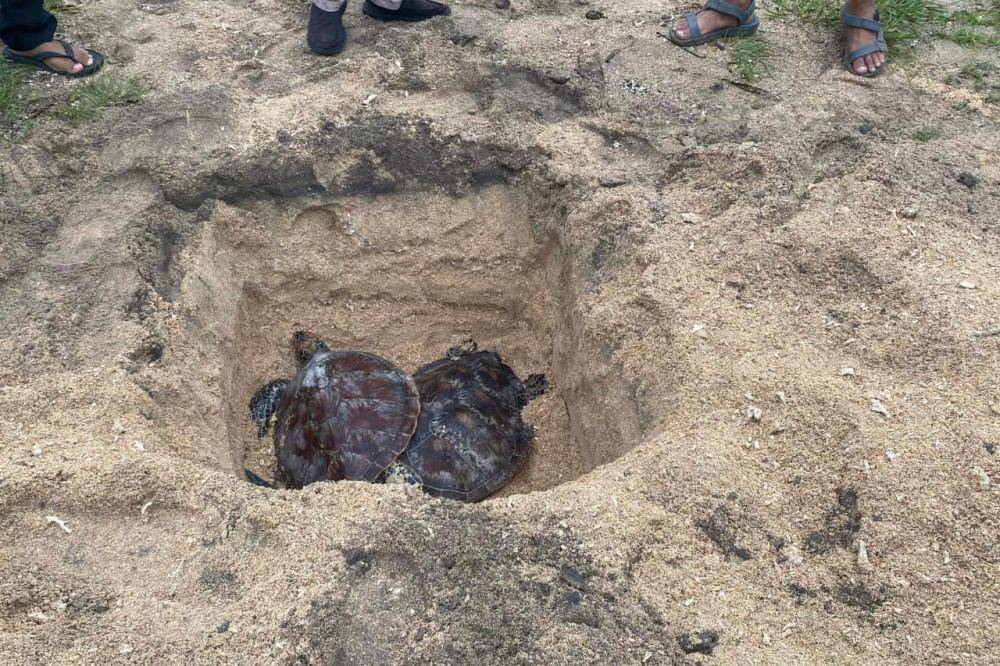 Penyu hijau barang bukti kejahatan satwa di Bali (Dok.IDN Times/BKSDA Bali)