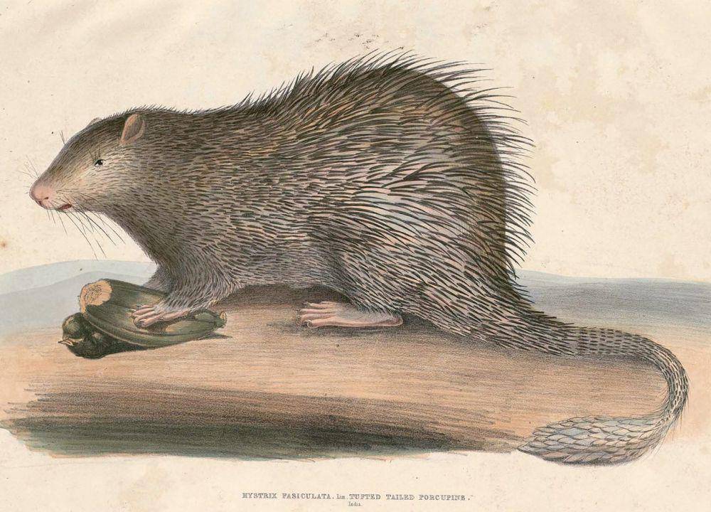 Ilustrasi landak ekor panjang (commons.wikimedia.org/Thomas Hardwicke)