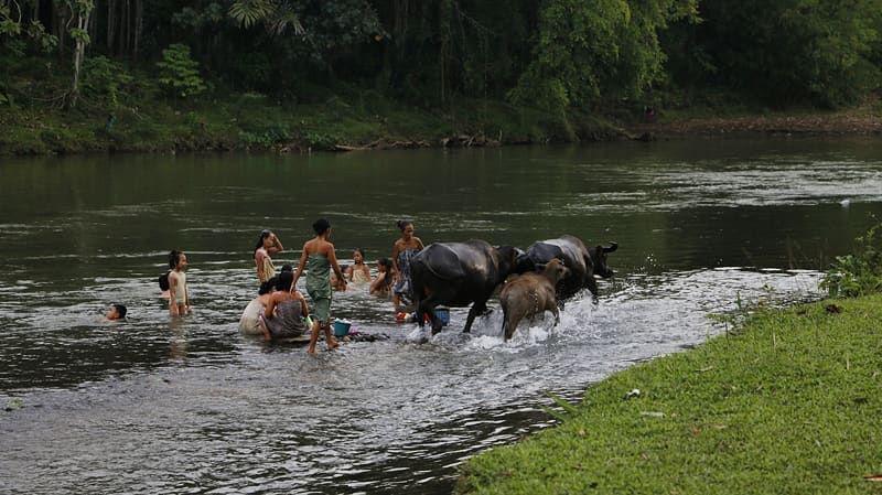 Mandi Bareng Kerbau di Sungai Ogan: Misi, Kami Mau Lewat!