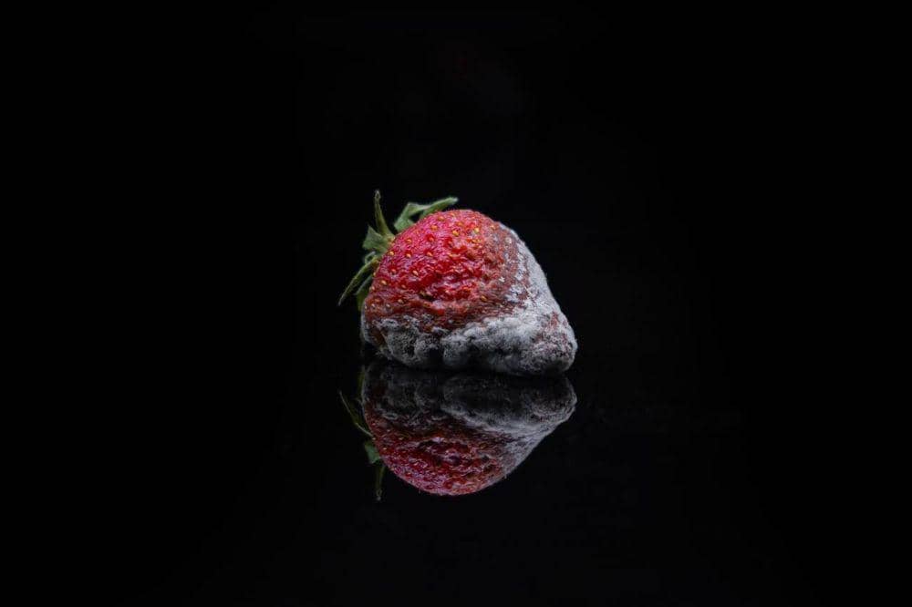 ilustrasi stroberi berjamur