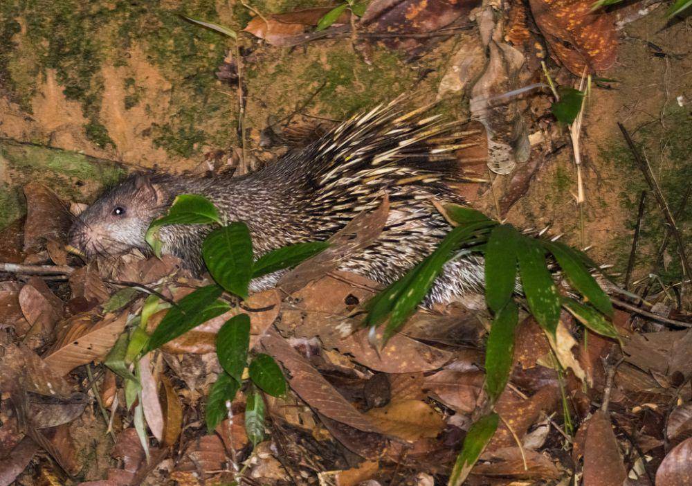 Landak butun (inaturalist.org/johnlerond)
