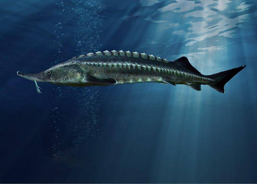 ilustrasi ikan sturgeon (commons.wikimedia.org/Максим Яковлєв)