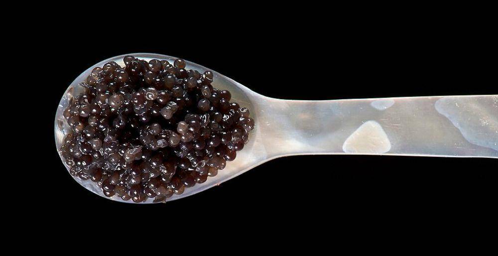 ilustrasi caviar beluga (commons.wikimedia.org/THOR)