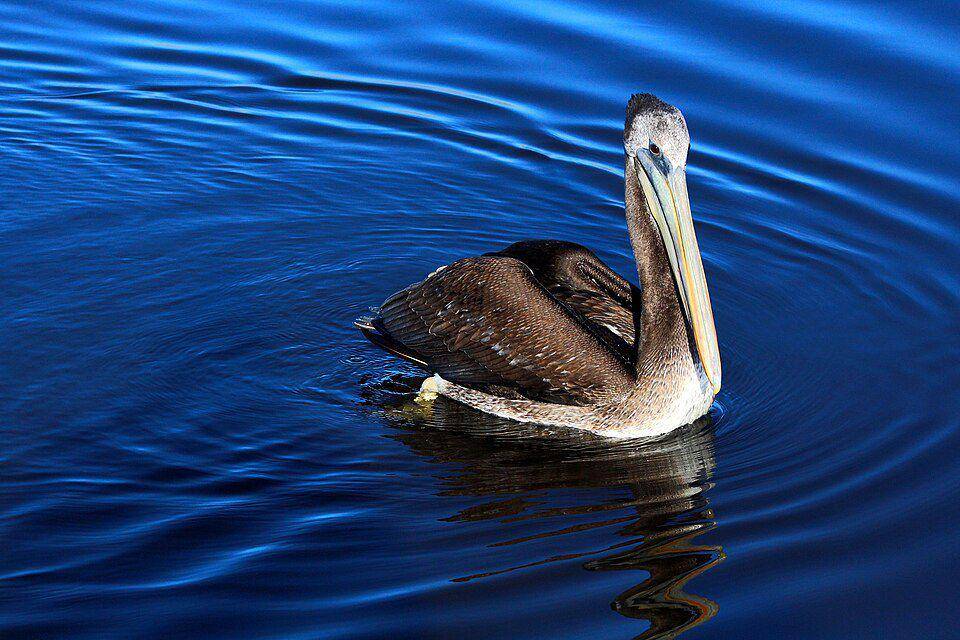 Pelikan peru termasuk burung laut yang hidup di sekitar daerah pesisir berbatu. (commons.wikimedia.org/ose Cardenas Vejar)