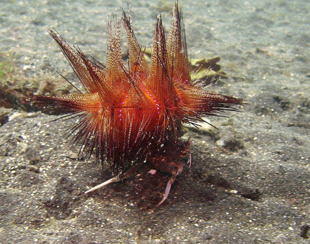 Kepiting pembawa bulu babi (commons.wikimedia.org/Sylke Rohrlach)